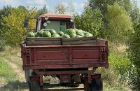 На Ужгородщині релоковане з Херсонщини підприємство вирощує екологічно чисті кавуни