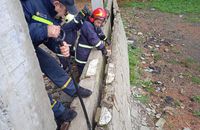 На Франківщині господиня, рятуючи свою козу, застрягла між бетонними плитами