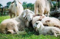 Чоловік перегнав стадо овець з Донецької області на Волинь