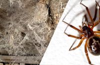 Схожі на каракуртів: спеціалісти пояснили, чим небезпечні великі павуки, що зустрічаються на Рівненщині