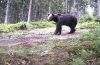 На Закарпатті бурий ведмідь позував перед фотопасткою лісівників