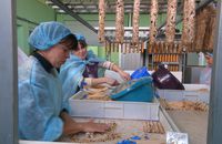 У Калуші на Франківщині відкрили виробництво з виготовлення кормів для тварин – перевезли з Харківщини