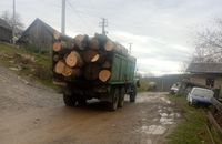 На Закарпатті незаконно рубають багатолітні ліси, прикриваючись військовими потребами (ФОТО)