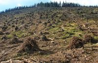 Західна Україна за минулий тиждень: Наліт силовиків на «П’яну вишню» і незаконні рубки лісу в Карпатах
