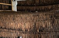 Закарпатці і прикарпатці об'єдналися заради шанувальників вітчизняного тютюну