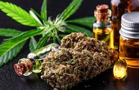 Львів може стати центром виробництва «медичних препаратів» з каннабісу